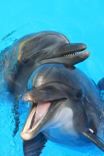 帅哥龙人和派派