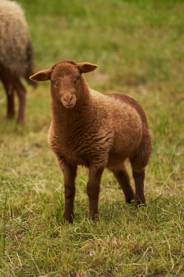 双线886服 神出鬼没