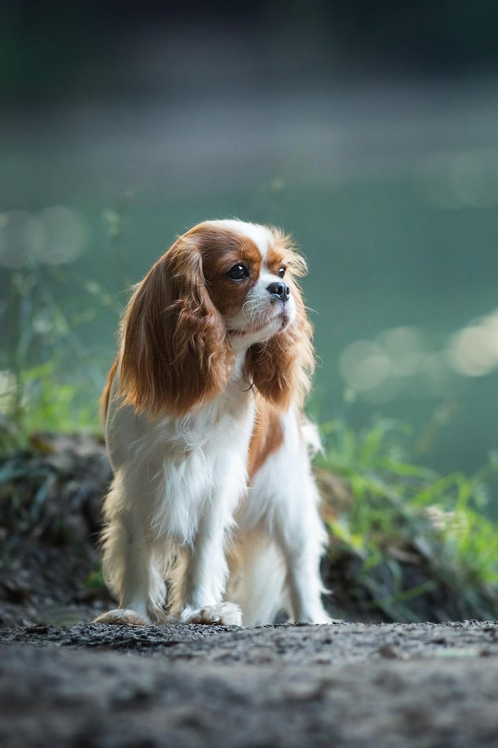 双线789服 勇者恶龙